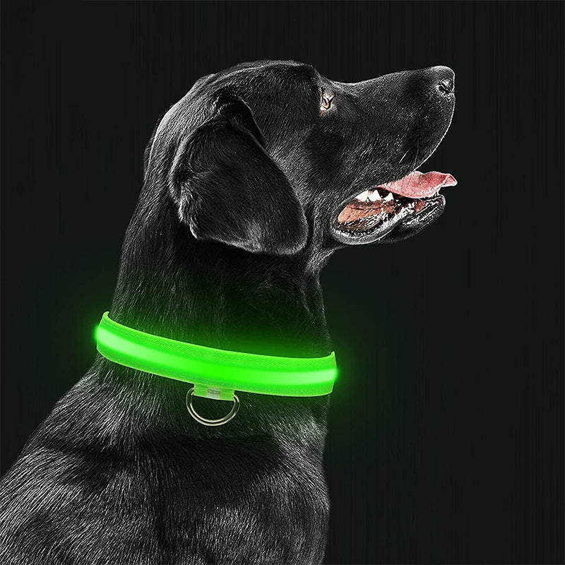 Collier Lumineux pour Animaux - LED Rechargeable, Résistant à l'Eau