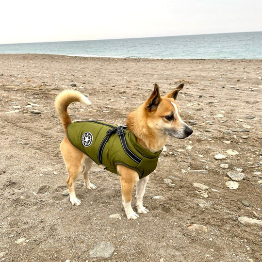 Manteau Imperméable pour Chien - Harnais Intégré et Confort Optimal