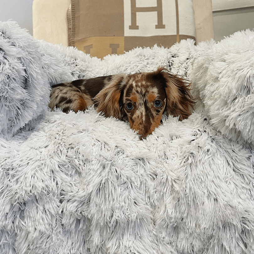 Protecteur de Lit pour Chien - Imperméable et Doux avec Antidérapant