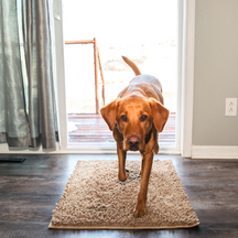 Tapis Absorbant pour Chien - Antidérapant et Lavable en Machine