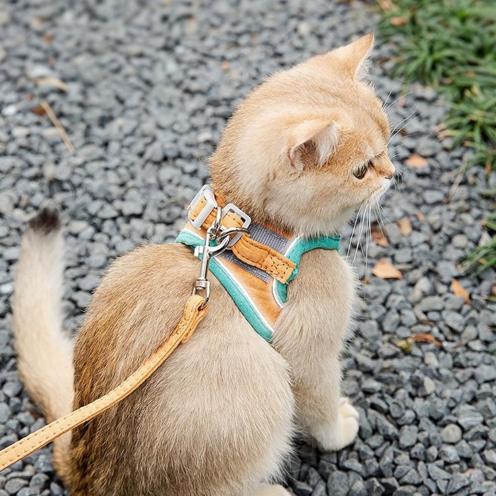 Harnais pour Chat Anti-Fuite - Ajustable et Confortable pour Sécurité en Plein Air