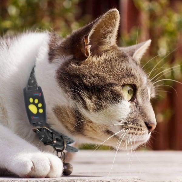 Suivi GPS pour Chat - Localisation en Temps Réel et Fiable