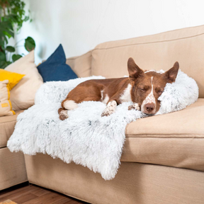 Protecteur de Lit pour Chien - Imperméable et Doux avec Antidérapant
