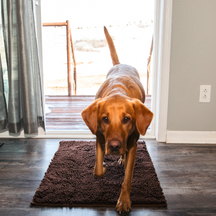Tapis Absorbant pour Chien - Antidérapant et Lavable en Machine