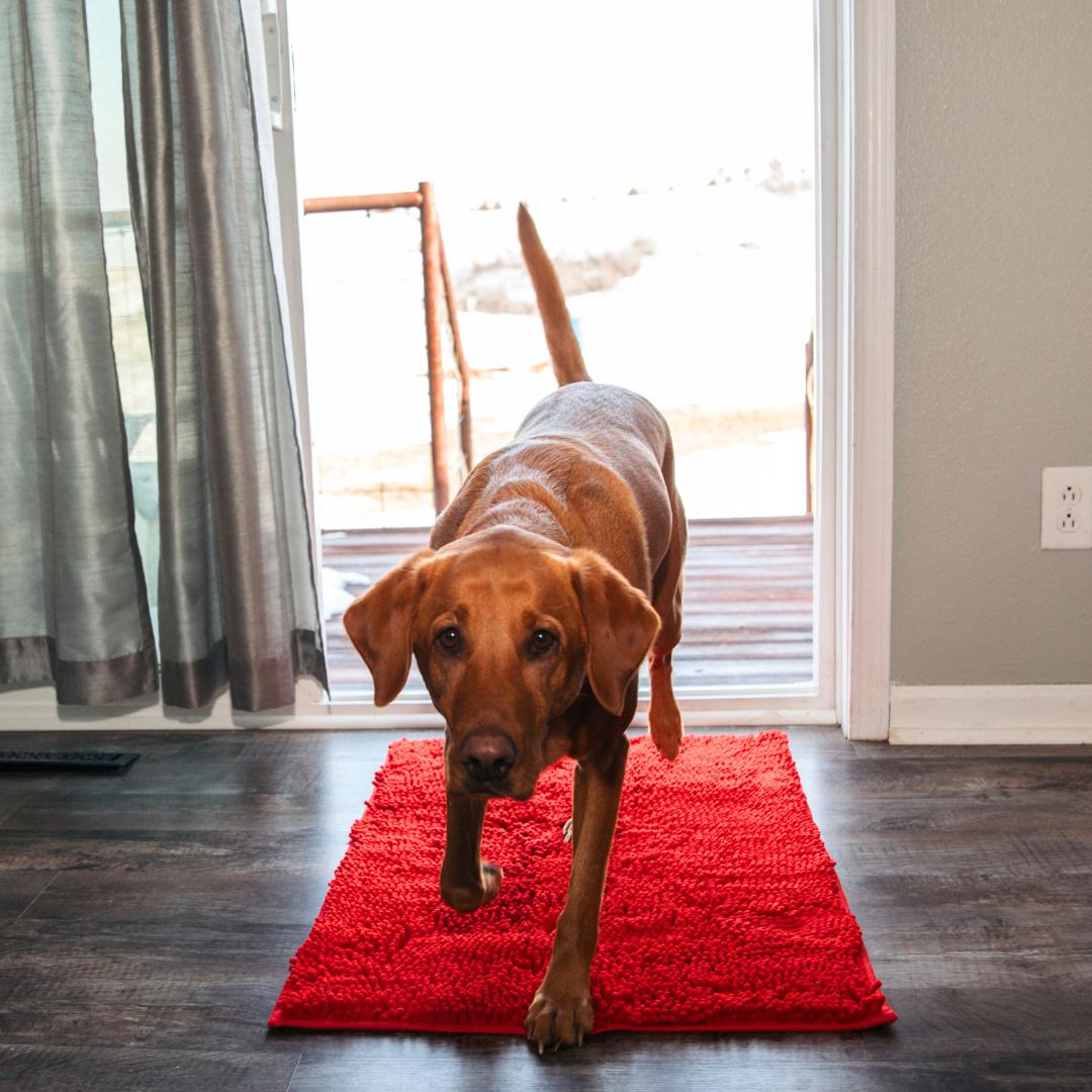 Tapis Absorbant pour Chien - Antidérapant et Lavable en Machine