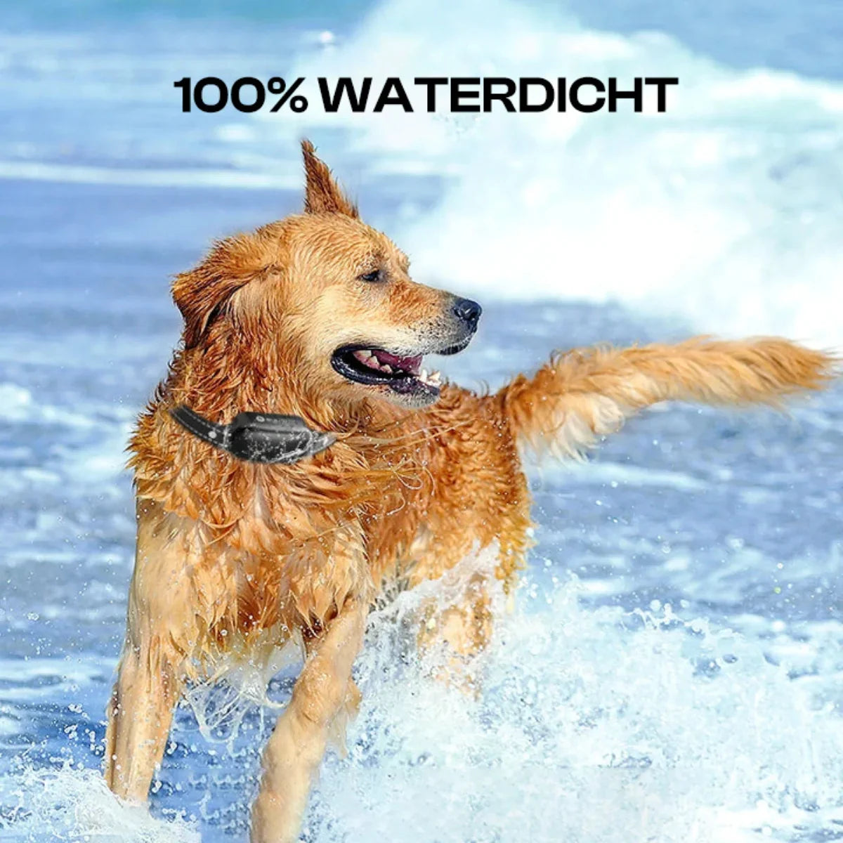 Collier de Dressage Électrique pour Chien - Étanche, 16 Niveaux de Choc et 1000m de Portée