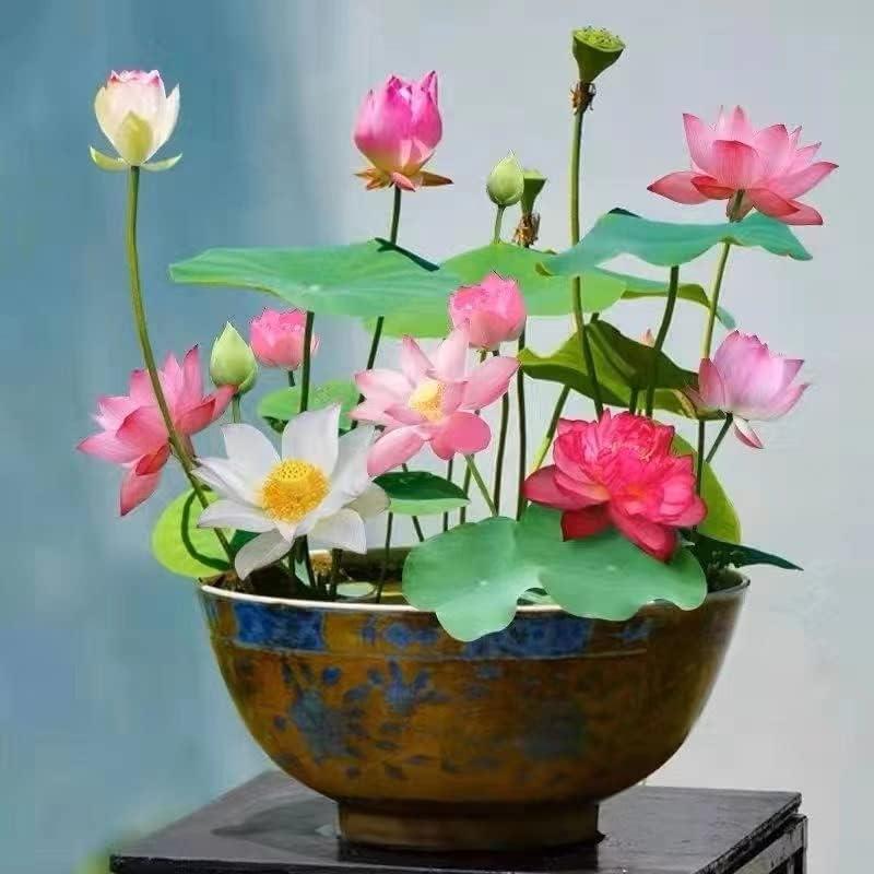 Graines de Lotus Aquatiques Premium - Faciles à Cultiver pour Jardins Éblouissants