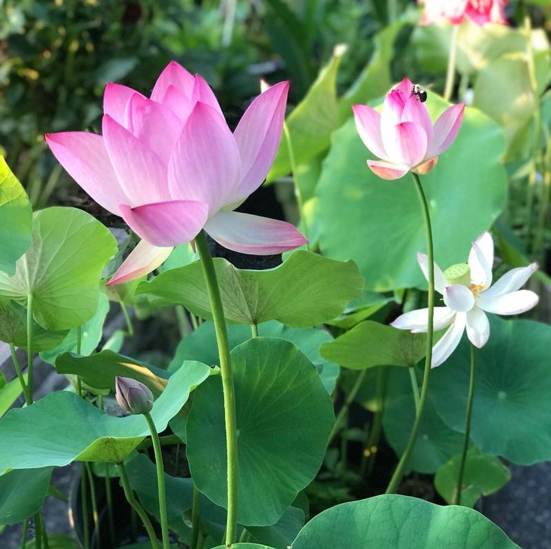 Graines de Lotus Aquatiques Premium - Faciles à Cultiver pour Jardins Éblouissants