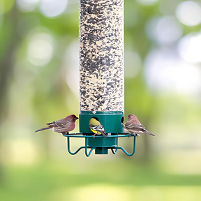Maison pour Oiseaux Résistante aux Écureuils - Protection Sûre et Durable pour Nourriture