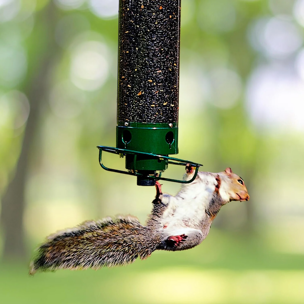 Mangeoire à Oiseaux Suspendue - Résistante aux Écureuils et Grande Capacité