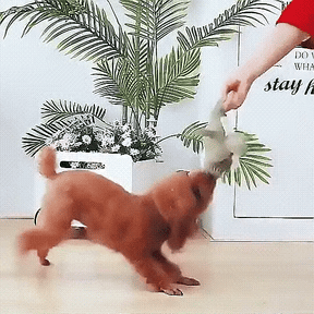 Jouet Durable pour Chien avec Sifflet - Idéal pour Mâcheurs Puissants et Actifs