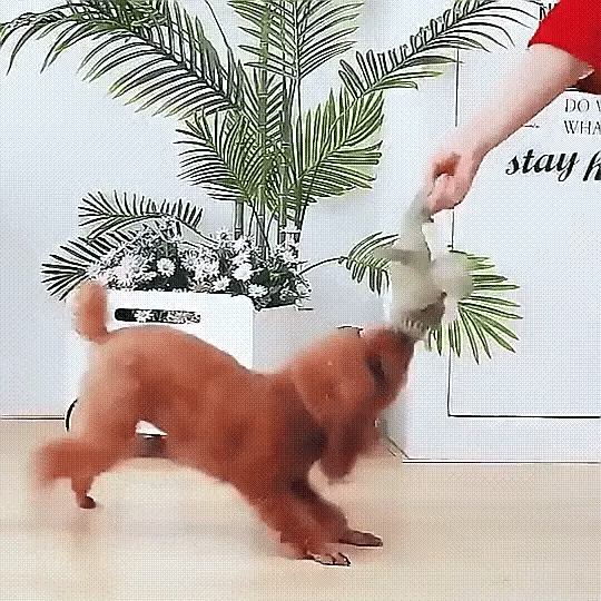 Jouet Durable pour Chien avec Sifflet - Idéal pour Mâcheurs Puissants et Actifs