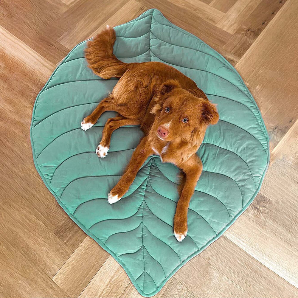 Couverture pour Chien Grande Taille - Douceur et Élégance pour Animaux