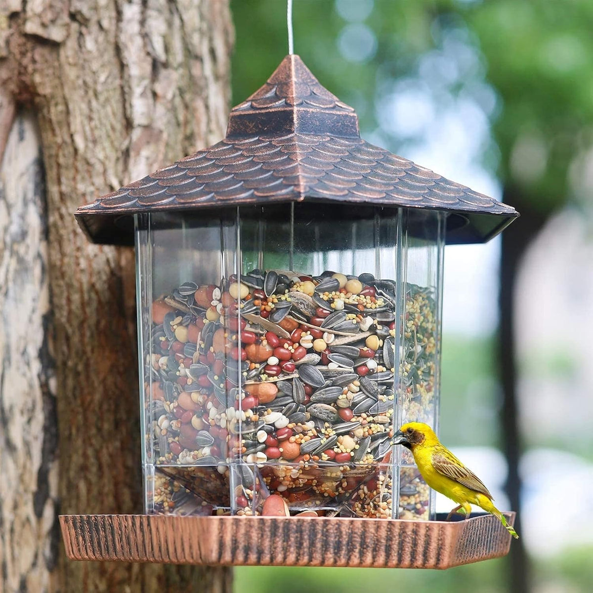 Mangeoire à Oiseaux Suspendue - Élégante et Durable avec Réservoir Transparent