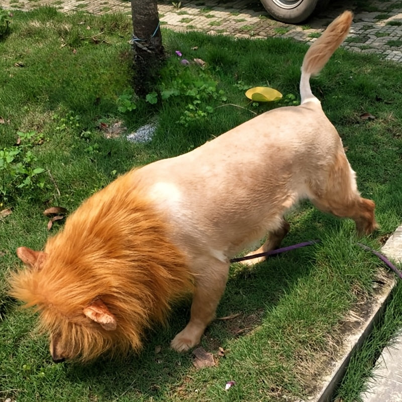 Costume de Lion pour Chiens - Crinière Ajustable et Confortable