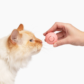 Jouet Interactif pour Chat Roulant - Moments de Jeu Actif et Stimulation