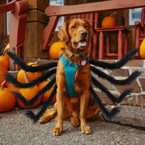 Costume Halloween pour Chien - Design d'Araignée Effrayante et Amusante