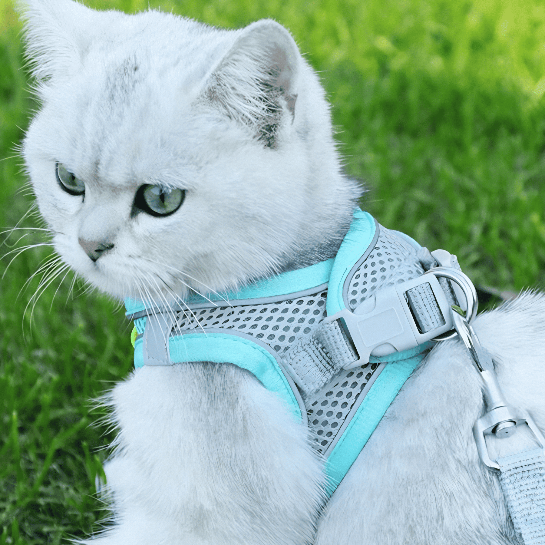 Chemise de Sécurité pour Chat - Ajustable et Respirante pour Aventures en Plein Air