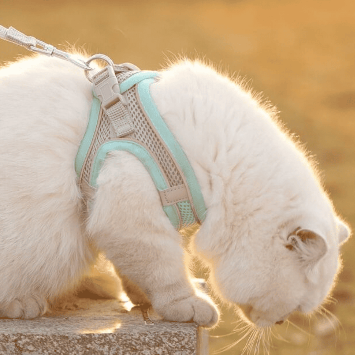 Chemise de Sécurité pour Chat - Ajustable et Respirante pour Aventures en Plein Air