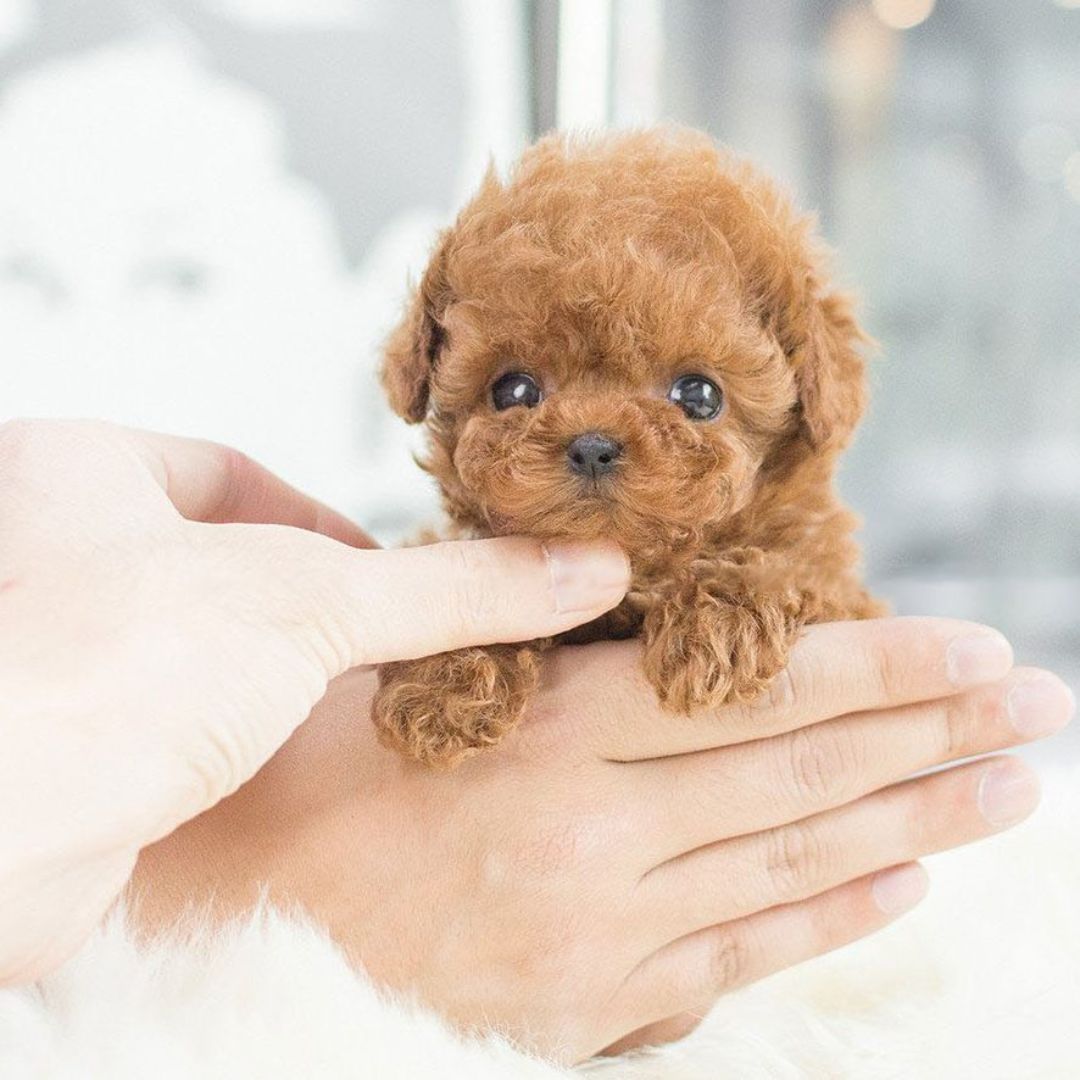 Jouet Interactif pour Chiens - Réactif à la Voix et au Toucher