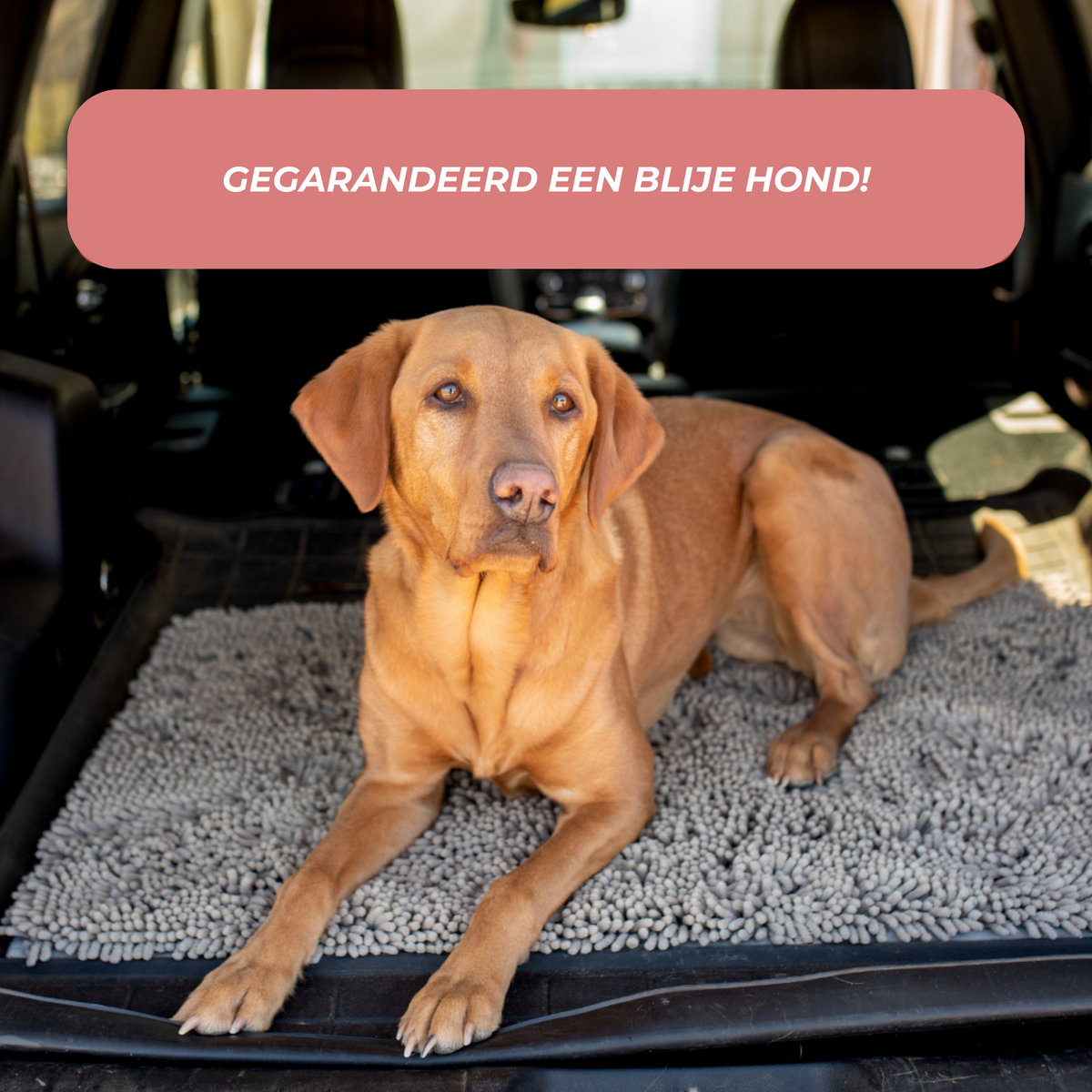 Tapis Absorbant pour Chien - Antidérapant et Lavable en Machine