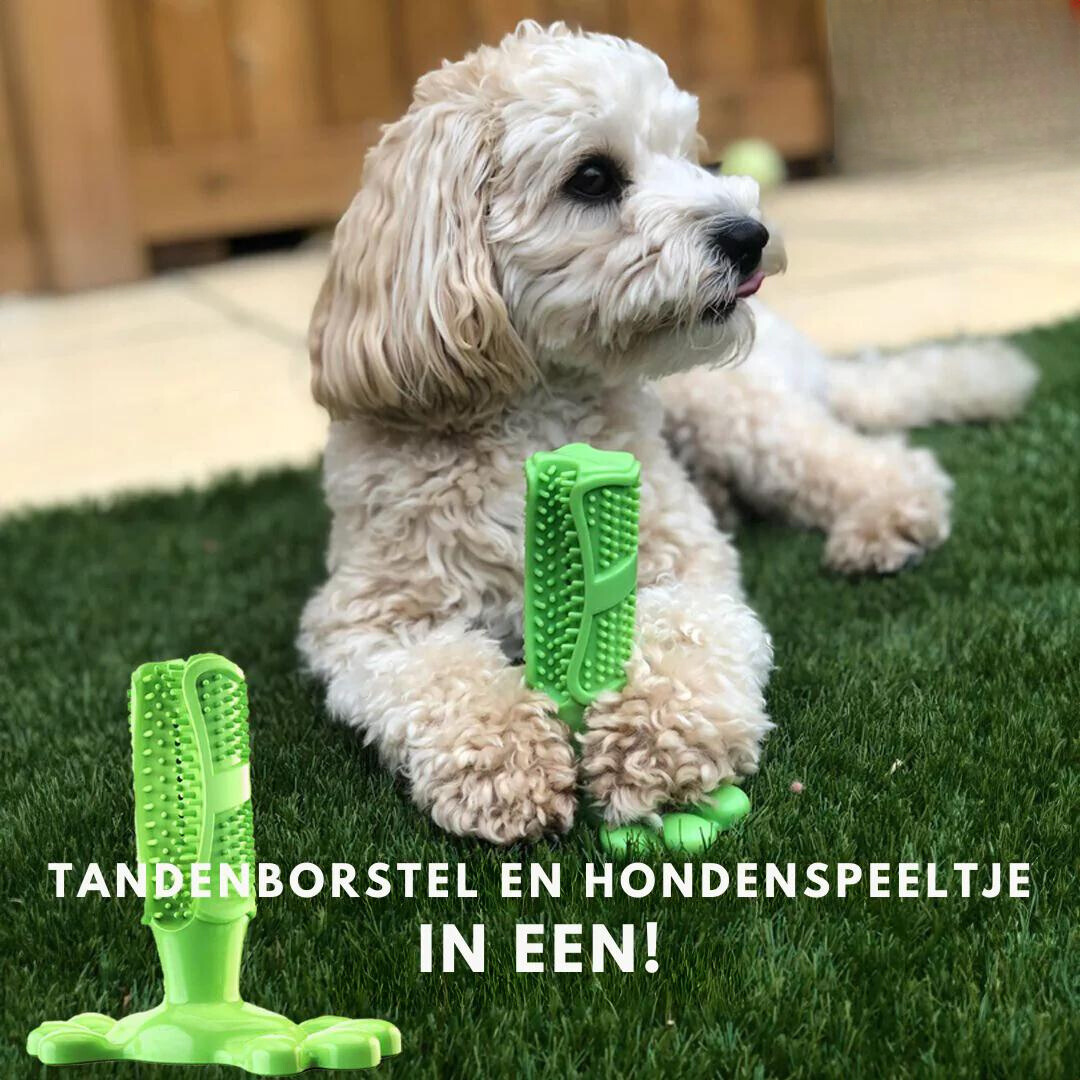 Jouet à Mastiquer pour Chien - Soin Dentaire Amusant et Durable