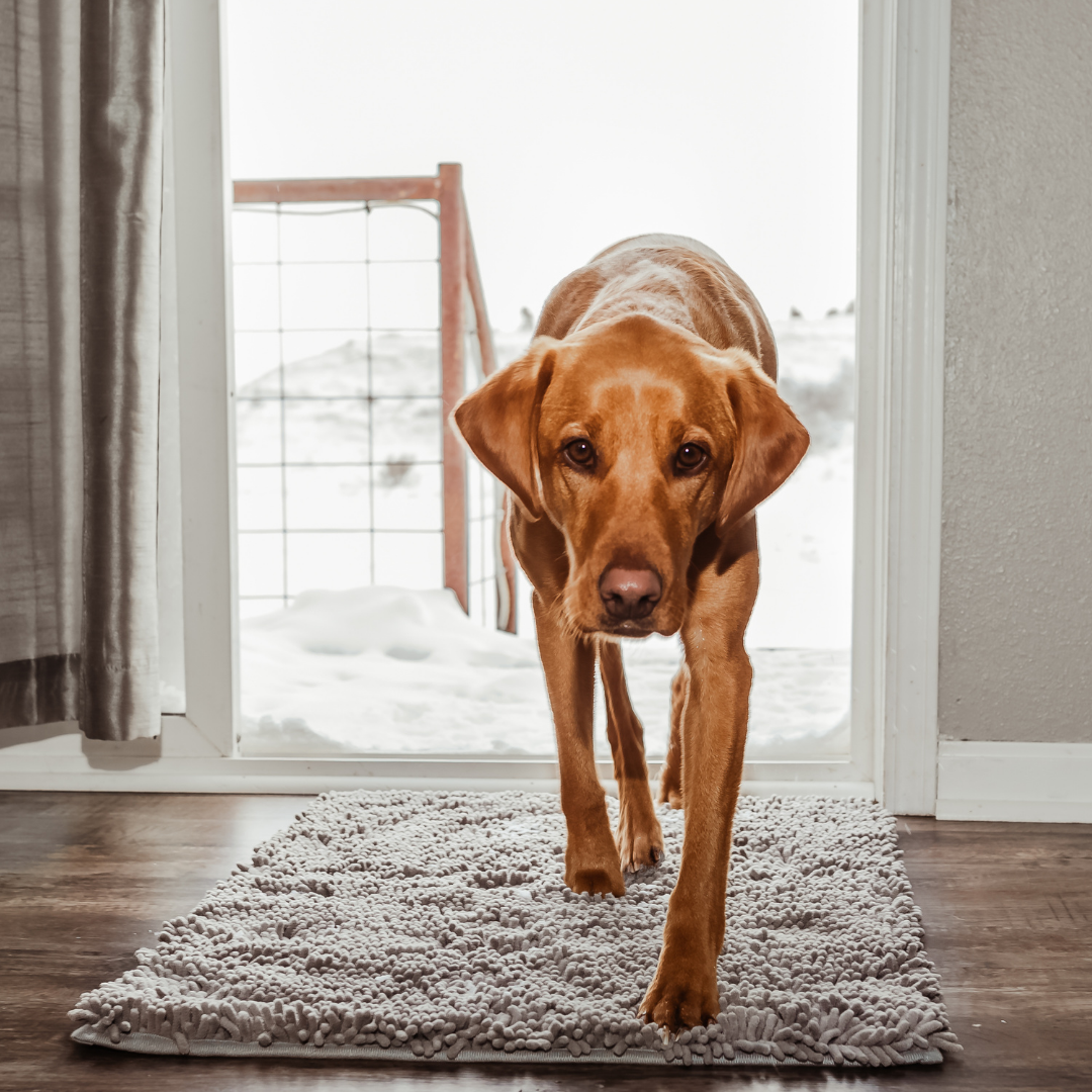 Tapis Absorbant pour Chien - Antidérapant et Lavable en Machine