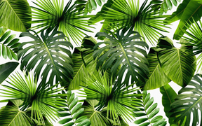 Papier Peint Feuillage Vert