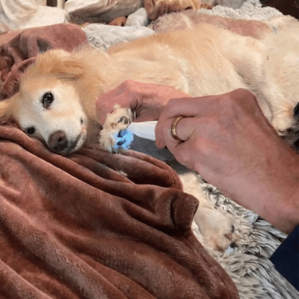 Tondeuse Silencieuse pour Animaux | Toilettage Doux des Zones Sensibles