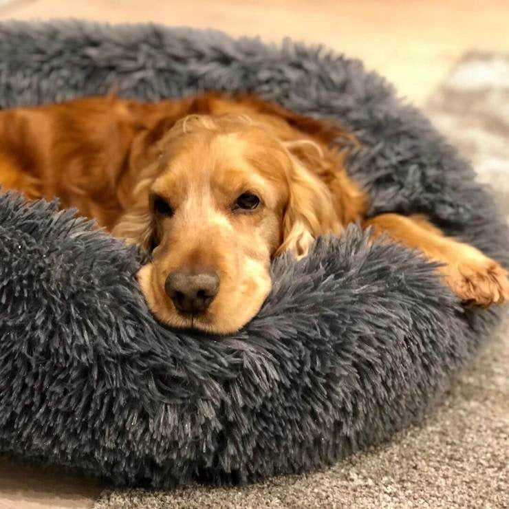 Lit Orthopédique pour Grand Chien - Confort Douillet et Housse Lavable