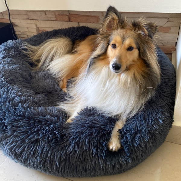 Lit Orthopédique pour Grand Chien - Confort Douillet et Housse Lavable