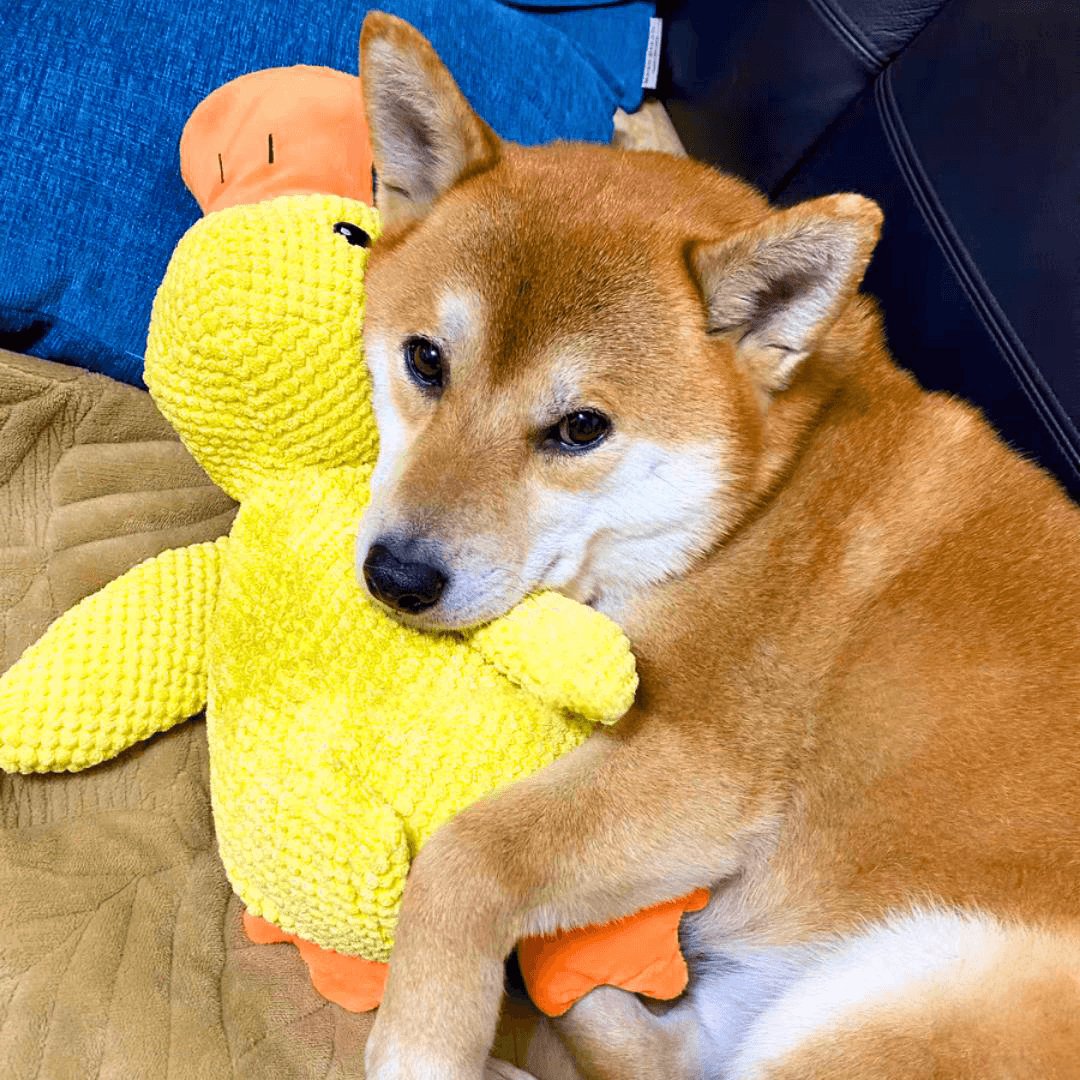 Jouet Interactif pour Chien en Canard - Son de Canard et Lavable en Machine