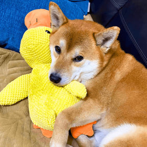 Jouet Interactif pour Chien en Canard - Son de Canard et Lavable en Machine