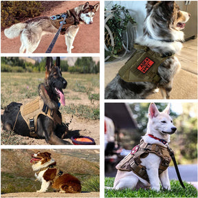 Harnais de Chien Tactique Durable - Réglable avec Poignée et Laisse