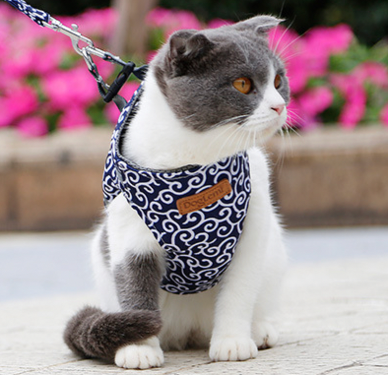 Harnais pour Chat Confortable - Ajustement Réglable et Laisse Assortie