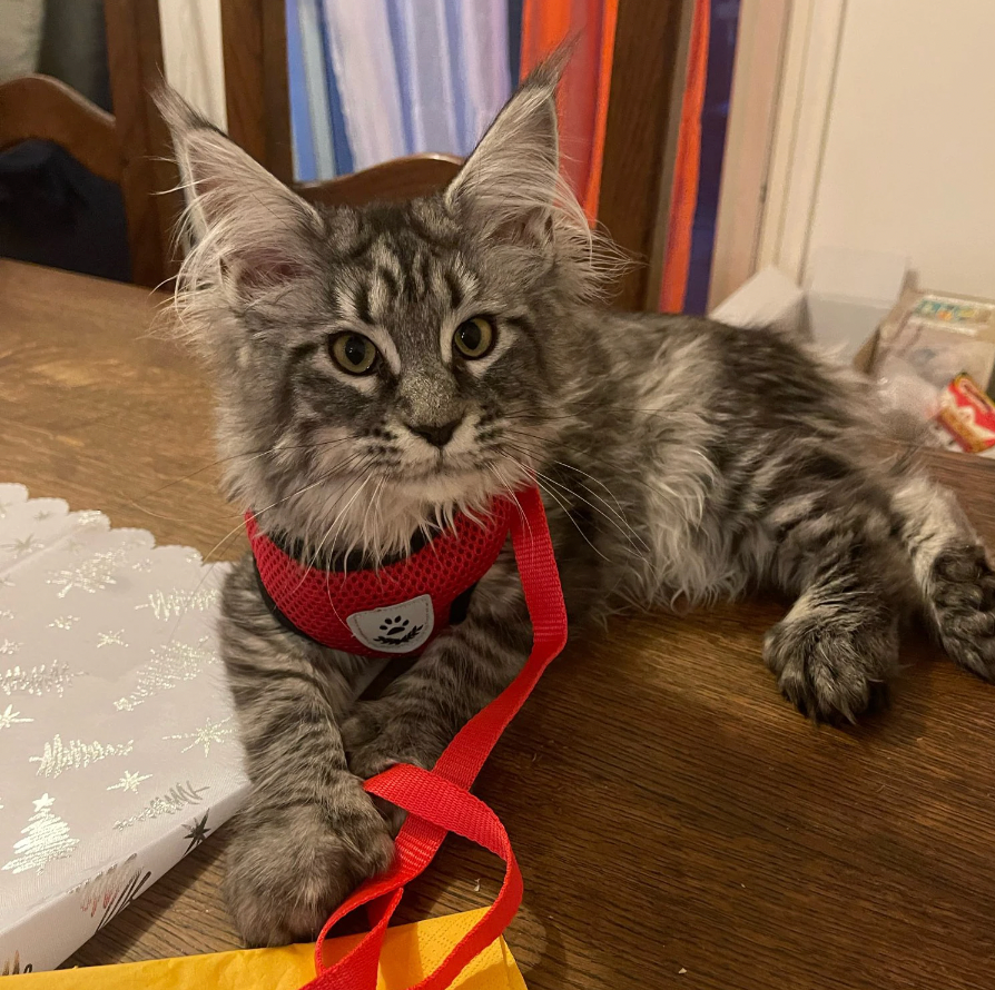 Harnais pour Chat Confortable - Design Ajustable et Respirant pour Sécurité