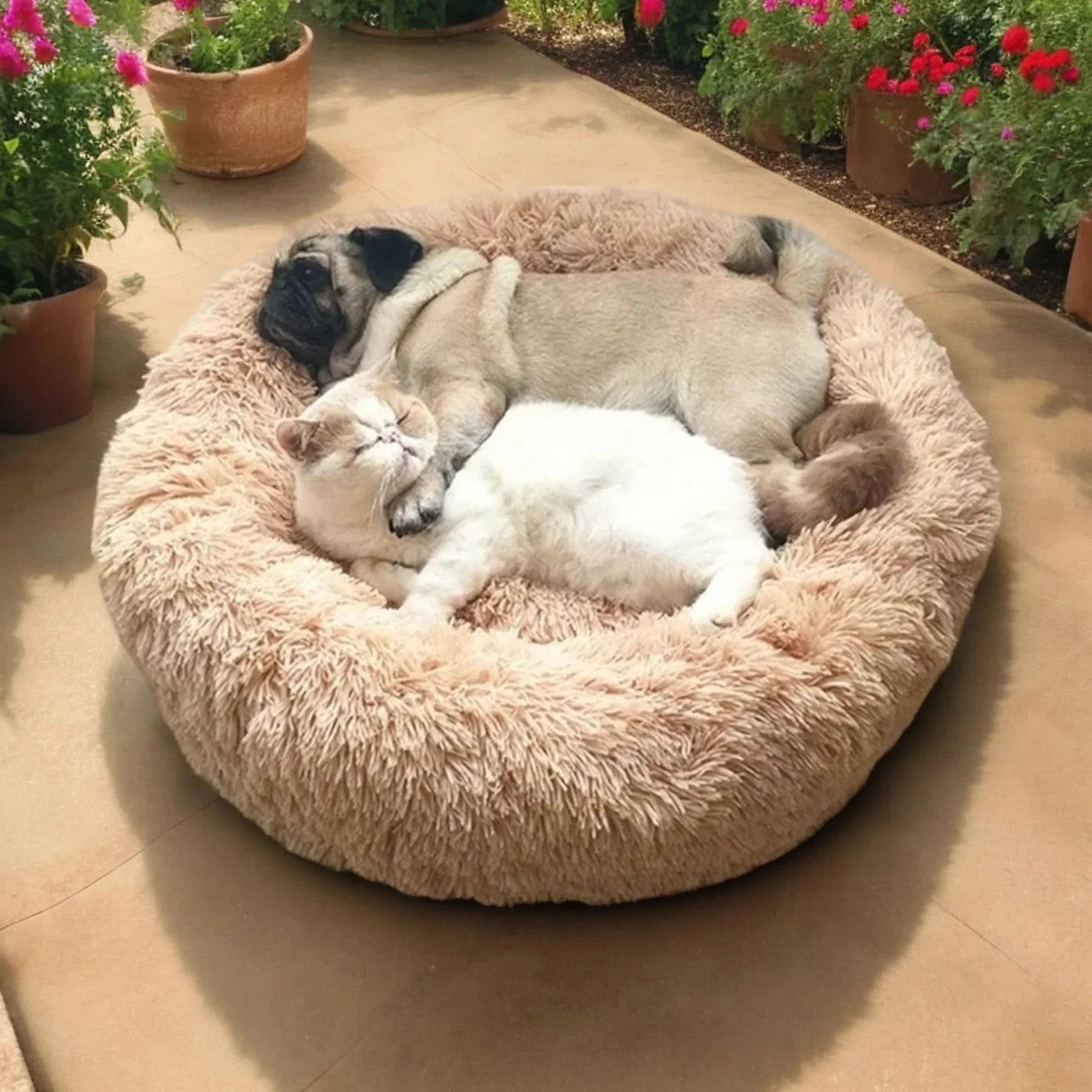 Lit pour Chien Surélevé Doux | Confort Ultime et Détente Assurée