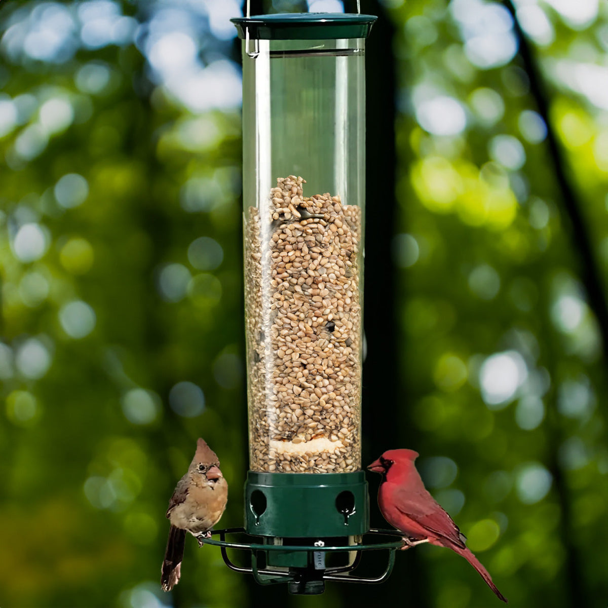 Distributeur de Graines Anti-Écureuils - Protection Efficace pour Oiseaux de Jardin
