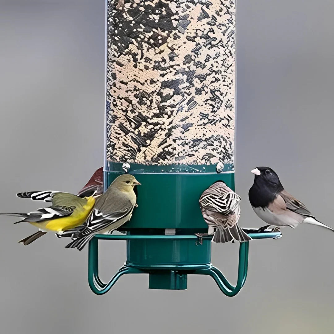 Distributeur de Graines Anti-Écureuils - Protection Efficace pour Oiseaux de Jardin