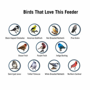Distributeur de Graines Anti-Écureuils - Protection Efficace pour Oiseaux de Jardin