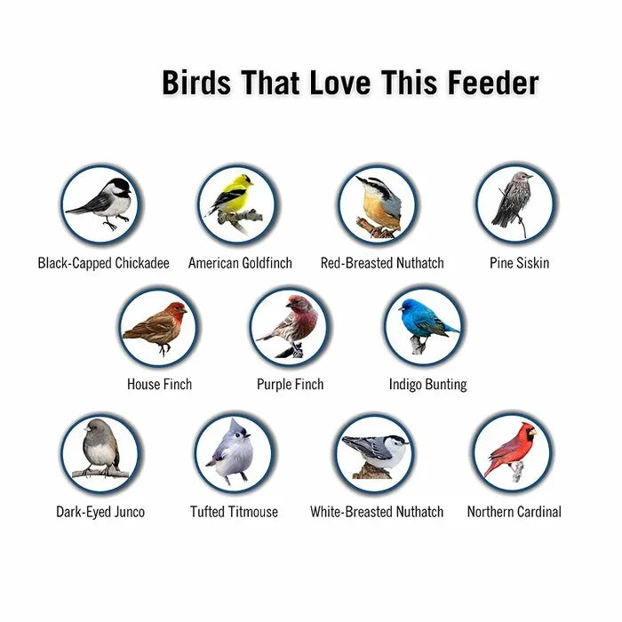 Distributeur de Graines Anti-Écureuils - Protection Efficace pour Oiseaux de Jardin