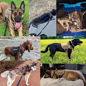 Harnais de Chien Tactique Ajustable - Poignée Robuste et Détails Réfléchissants