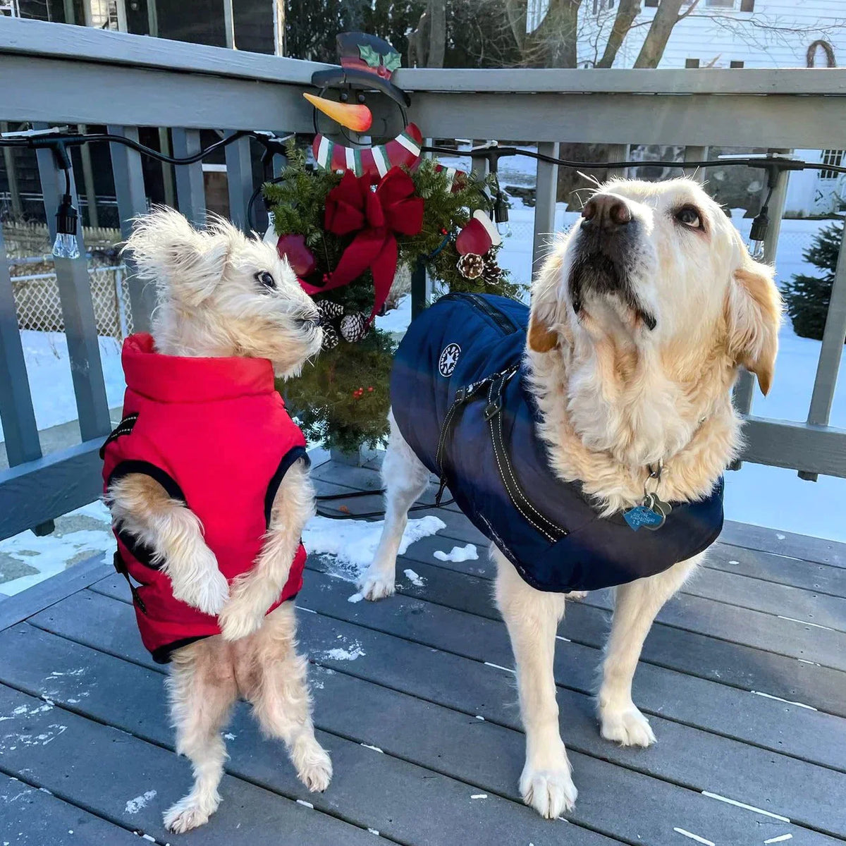 Manteau Imperméable pour Chien - Harnais Intégré et Confort Optimal