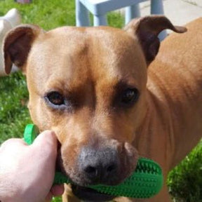 Jouet à Mastiquer pour Chien - Soin Dentaire Amusant et Durable