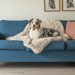 Couverture Apaisante pour Chien - Tissu Doux et Lavable en Machine