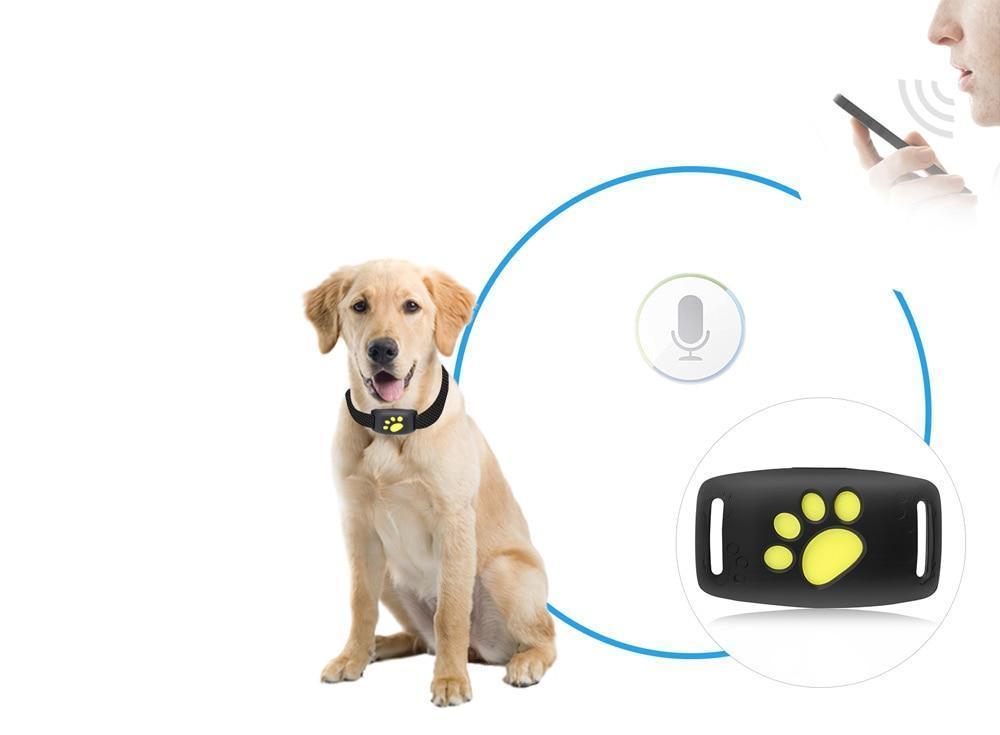 Suivi GPS pour Chat - Localisation en Temps Réel et Fiable