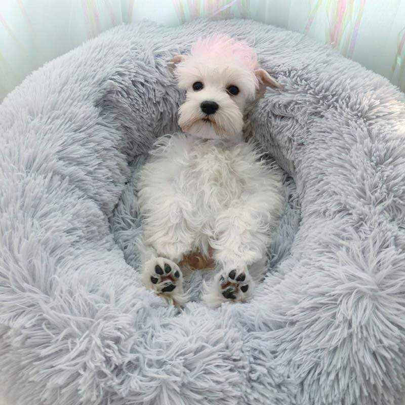 Lit pour Chien Confortable - Design Apaisant et Lavable en Machine