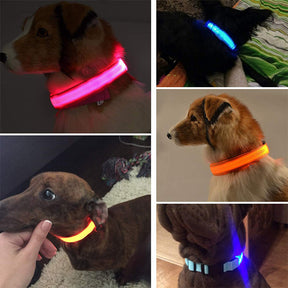 Collier Lumineux pour Animaux - LED Rechargeable, Résistant à l'Eau