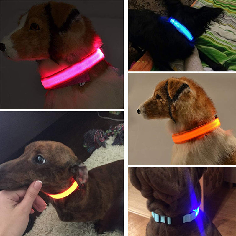 Collier Lumineux pour Animaux - LED Rechargeable, Résistant à l'Eau